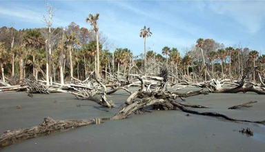 सिर्फ सूखे तने, न पत्तियां-न शाखाएं, तेजी से फैल रहा ‘भुतहा जंगल’ , अभी तक 21 हजार एकड़ पर कब्जा