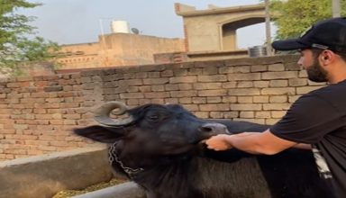 इंसान नहीं बल्कि ये वाली भैंस खाती है ऐसा सैंडविच, देखें VIDEO