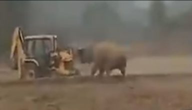 JCB को देखकर हाथी को आया गुस्सा, अंदर बैठे युवक के साथ फिर जो हुआ…