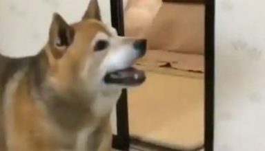 भूख से बेचैन इस कुत्ते के खाना मांगने का अंदाज दिल छू लेगा, देखें VIDEO…