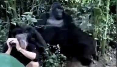 चिम्पांजियों के बीच फंसा युवक, फिर जो हुआ, देखे VIDEO