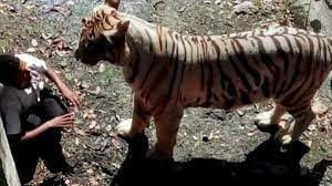 रिसोर्ट के अंदर घूसा बाघ , शिकार करने के साथ ही वहीं दो दिन से जमाया अड्डा