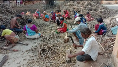 इस आदिवासी ग्रुप को मिला 1.57 करोड़ रुपए की गिलोय का ऑर्डर, डाबर, वैद्यनाथ और हिमालय ने दिया रोजगार