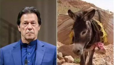 पाकिस्तानी पीएम इमरान खान के पिछले तीन साल के कार्यकाल में बढ़े 3 लाख गधे, चीन भेजने की तैयारी…