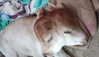 दो मुंह, दो कान और चार आंखों वाले बछड़े का हुआ जन्म, देखने के लिए उमड़ी भारी भीड़