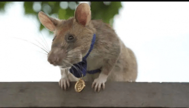 इस चूहे ने हजारों लोगो की बचाई जान, हुआ रिटायर, जानें इस बहादुर चुहे के बारे में