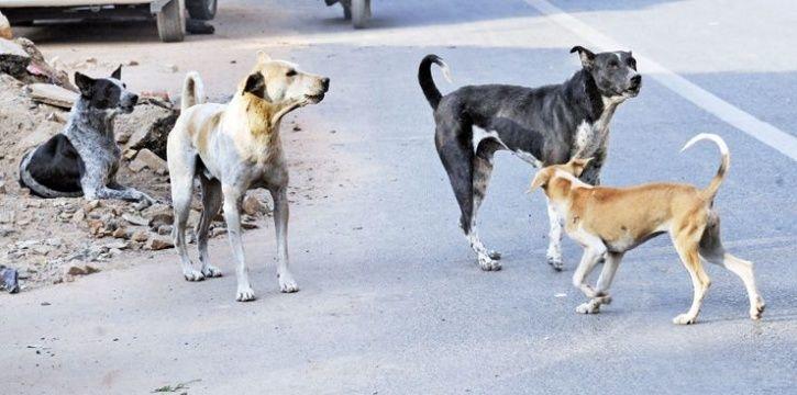 आंध्र प्रदेश में पंचायत का जानलेवा फरमान, 300 कुत्तों को दिया जहरीला इंजेक्शन, एक साथ गड्ढे में दफनाया, जानिए क्या है कारण