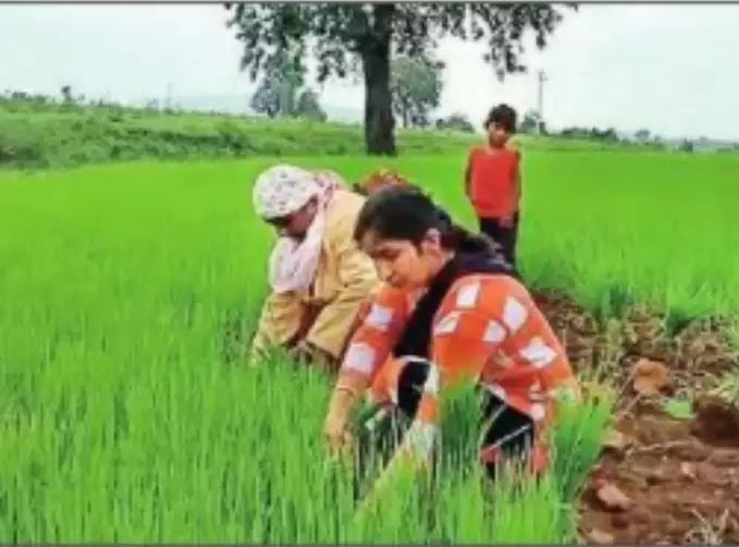 मजदूर और किसानों के वैक्सीनेशन के लिए शिक्षकों ने उठाया बड़ा कदम, कीचड़ भरे खेत में की धान रोपनी
