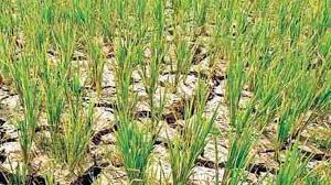 सरकार सूखा प्रभावित किसानों को देगी 9000 रूपए प्रति एकड़ की दर से अनुदान