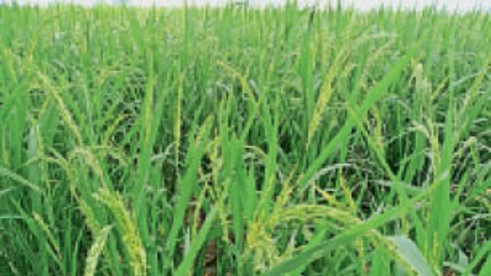 खरीफ फसलों को बेचने के लिए रजिस्ट्रेशन कराने की अंतिम तारीख 31 अगस्त है, जाने तरीका