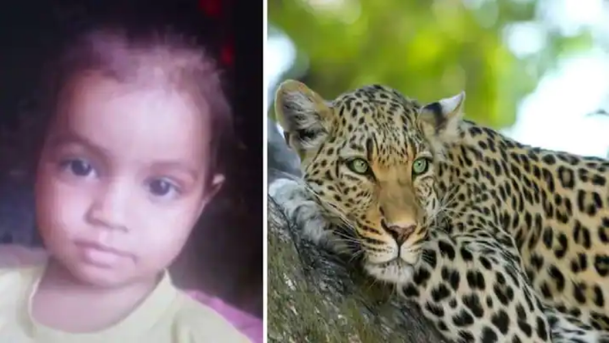 आदमखोर तेंदुआ पिता की गोद से 6 साल की मासूम बच्ची को खींच ले गया, देखते ही देखते बच्ची का किया शिकार, कहीं सिर तो कहीं मिला धड़