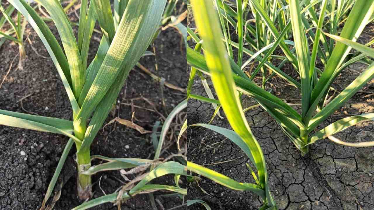 लहसुन की इस खास किस्म की खेती कर कमाएं 5-10 लाख रुपये