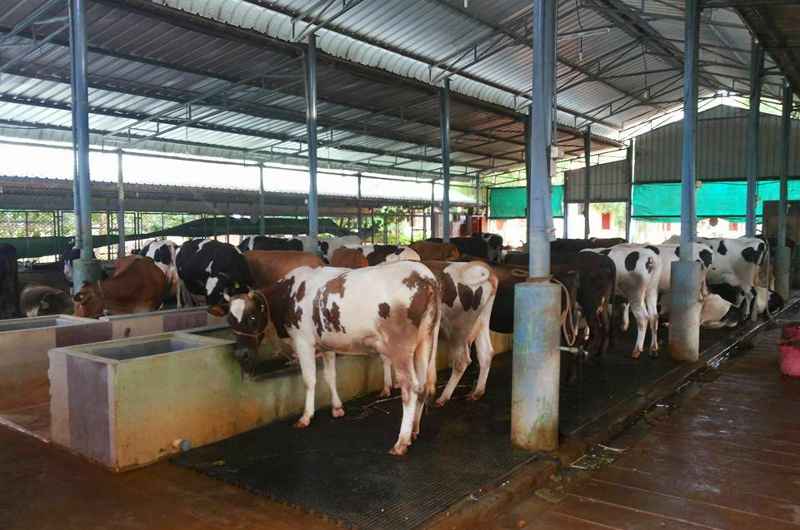 अपनी खुद की डेयरी शुरू करने के लिए 90% ऋण प्राप्त करें