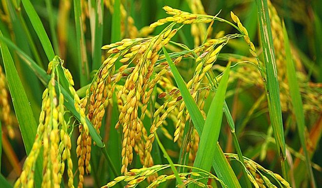 भारत ने पानी, श्रम के उपयोग में कटौती के लिए चावल की नई किस्म का अनावरण किया