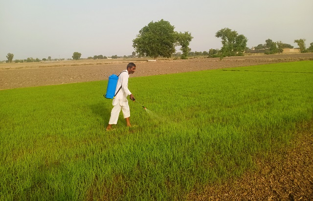 आईएआरआई ने धान किसानों को इस बीमारी के प्रति सचेत किया