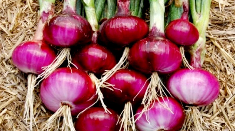 जानिए उच्च उपज और लाभ के लिए भारत में प्याज की सर्वोत्तम किस्में