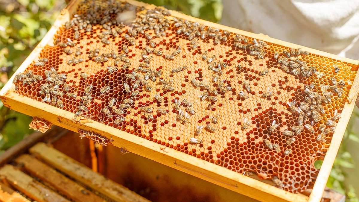 मधुमक्खी पालन नीति 2021,जानें यह किसानों की मदद कैसे करेगी