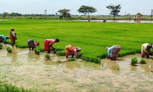 उर्वरक की कमी धान के किसानों को प्रभावित करती है