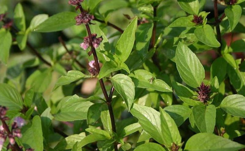 औषधीय पौधों की खेती से 3 महीने में कमाएं 3 लाख रुपये