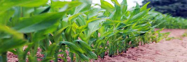 जानिए स्वस्थ फसल के लिए फसल चक्र के सिद्धांत और इसके लाभ