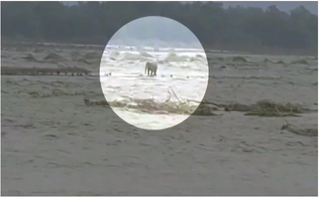 उत्तराखंड : गौला नदी के बीच में फंसा हाथी, वीडियो देख लोगों के उड़े होश; फिर क्या हुआ…