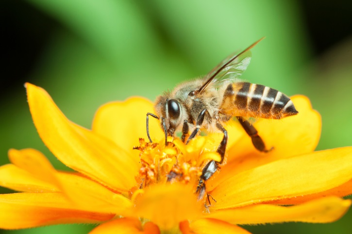 यह सुपर फूड मधुमक्खियों को कीटनाशकों से बचाता है