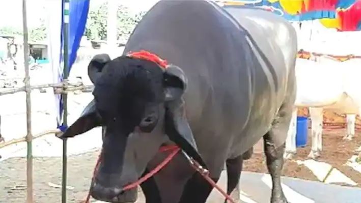 500 रुपए की वजह से मालिक की मौत का कारण बना भैंसा!, सिंगो में फंसाकर पटक-पटक कर मार डाला, फिर जो हुआ…