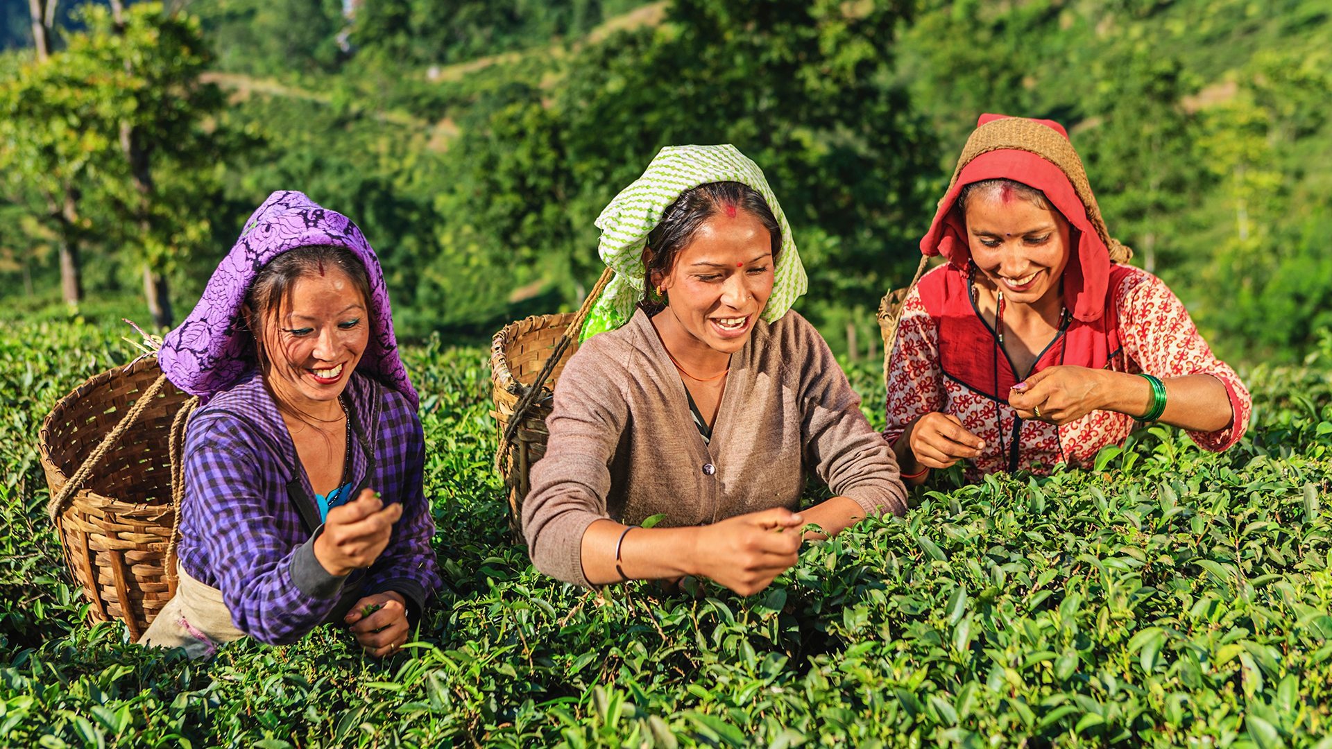 पहली छमाही में भारत की चाय निर्यात आय में 7% की वृद्धि