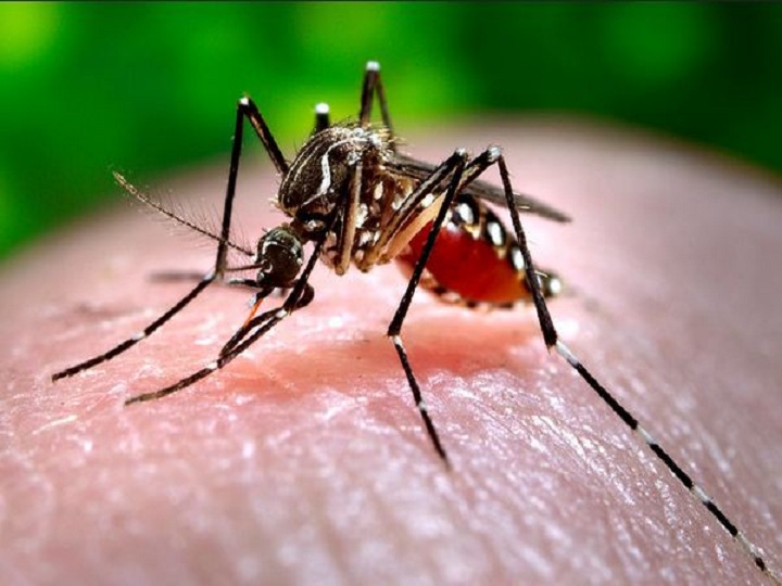 डेंगू फीवर में अगर आप लापरवाही करते हैं, तो ये आपके लिए जानलेवा हो सकता है; जानें इस बीमारी को दूर भगाने का कारगर उपाय