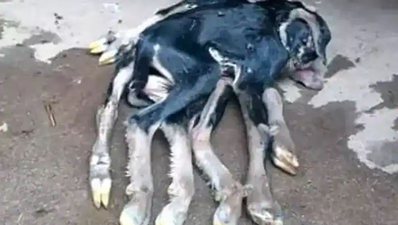 नवरात्रि में भगवान का करिश्मा: बकरी ने दिया 8 पैरों वाले अजीब बच्चे को जन्म, लोग मान रहे इसे चमत्कार