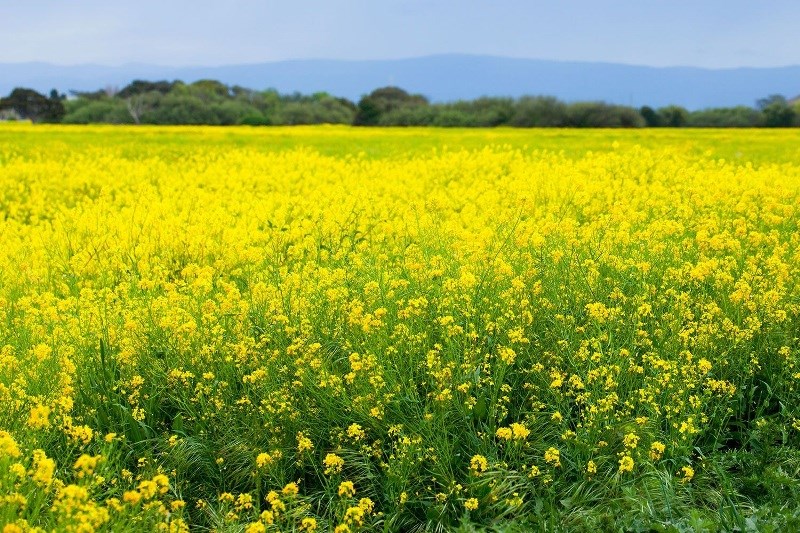 सरसों की खेती (Mustard Farming) लाभदायक : विधि, लागत और लाभ विवरण