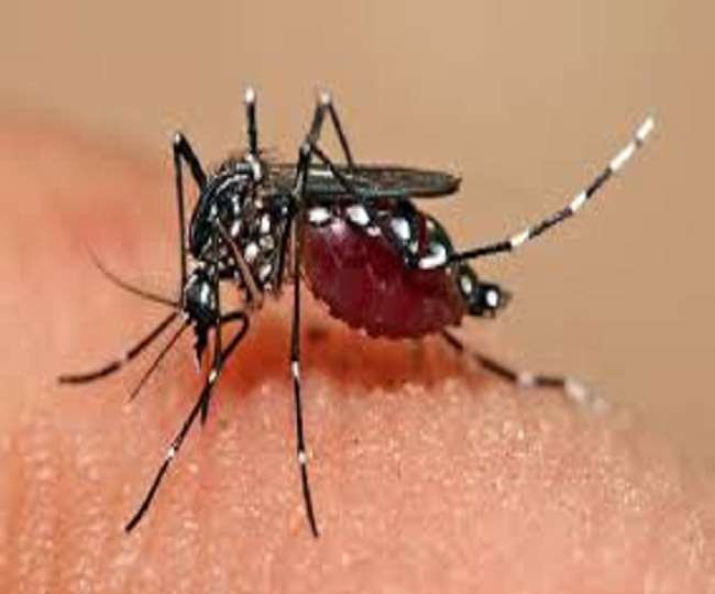 रामनगर में बढ़ा डेंगू का खतरा, सरकारी हॉस्पिटल में डेंगू वार्ड तैयार….