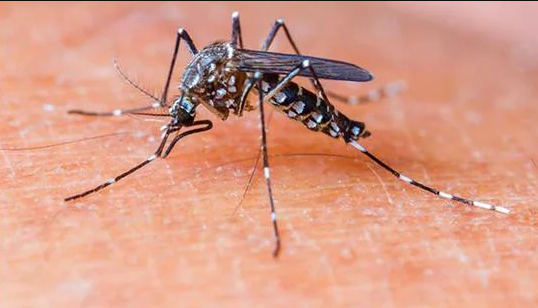 अब मच्छरो से आपको बचाएंगे ये 5पौधे, डेंगू,मलेरिया का खतरा होगा खत्म!