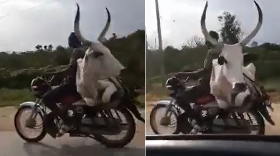 Desi Jugaad: शख्स ने बाइक पर बैठाकर गाय को यूं कराई सैर, जुगाड़ देख उड़ आपके भी उड़ जाएंगे होश