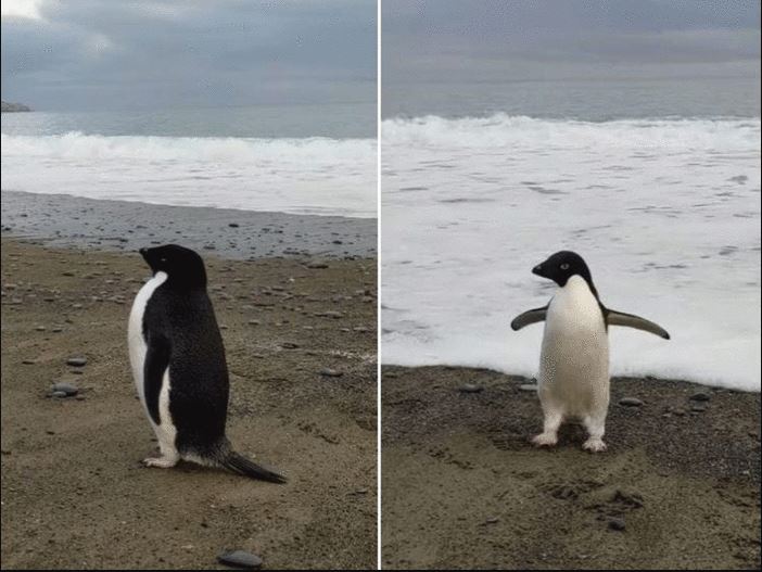 VIDEO: अंटार्कटिका से 3 हजार किमी का सफर तय कर न्यूजीलैंड पहुंची पेंग्विन, हैरत में पूरी दुनिया