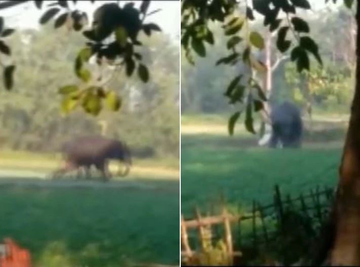 असम: जंगली हाथी का 30 साल के युवक पर हमला, दौड़ा-दौड़ाकर कुचला; कैमरे में कैद हुई घटना; देखें VIDEO