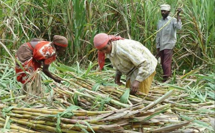 नाबालिग गन्ना किसानों (Minor Sugarcane Farmers) के हित में गन्ना विकास विभाग ( Cane Development Department) का अभूतपूर्व कदम
