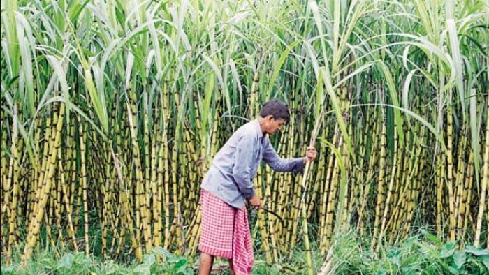 गन्ना किसानों से संवाद स्थापित करें विभागीय अधिकारीः लक्ष्मी नारायण चौधरी