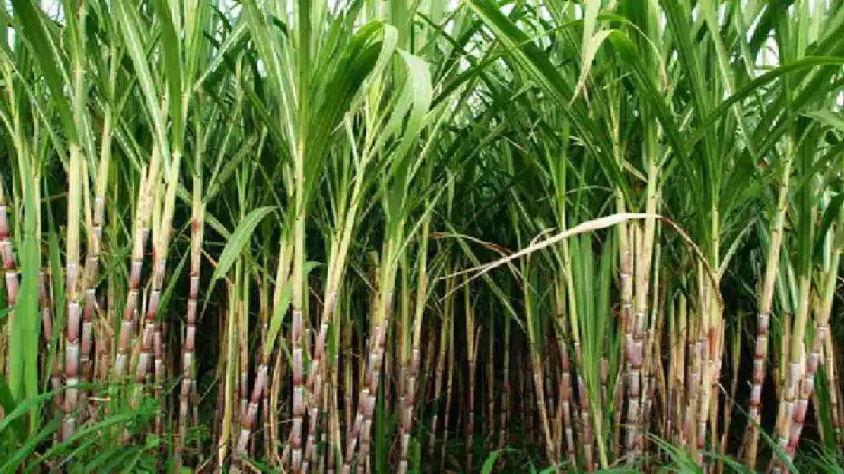 हरियाणा: किसानों ने सरकार से गन्ने का एसएपी 450 रुपये प्रति क्विंटल तक बढ़ाने का किया आग्रह