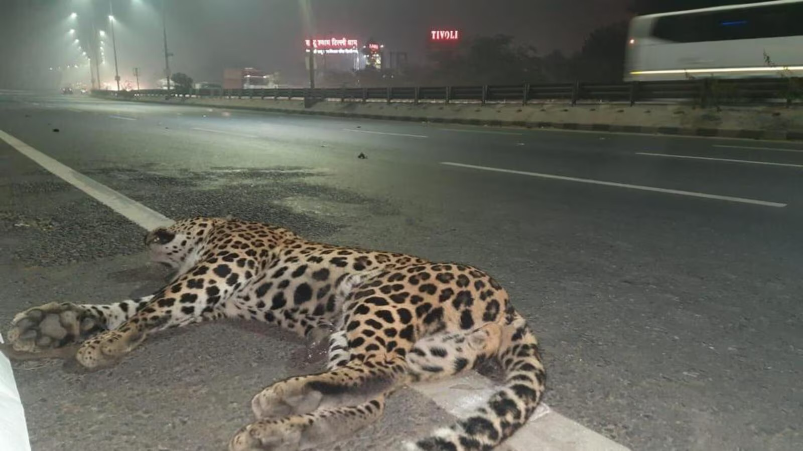 दिल्ली के अलीपुर में मिला मृत तेंदुआ, सड़क दुर्घटना की आशंका