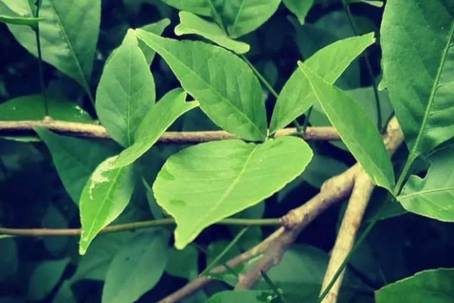 Bel Patra:भगवान शिव को क्यों प्रिय बेल्वपत्र