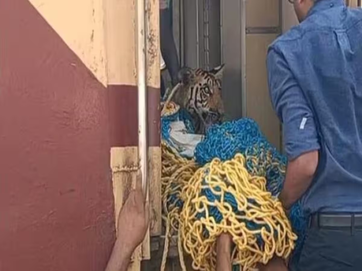 सीएम मोहन यादव के निर्देश पर रेलवे ने भेजी स्पेशल ट्रेन, घायल बाघ के शावकों लाया गया भोपाल