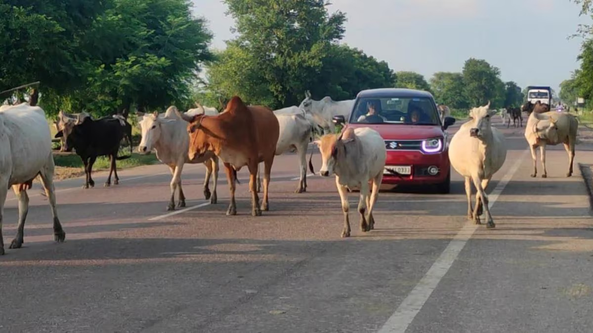 मध्य प्रदेश सरकार आवारा पशुओं को पकड़ने के लिए 2,000 कर्मचारियों की नियुक्ति करेगी: मिलेगा मासिक वेतन
