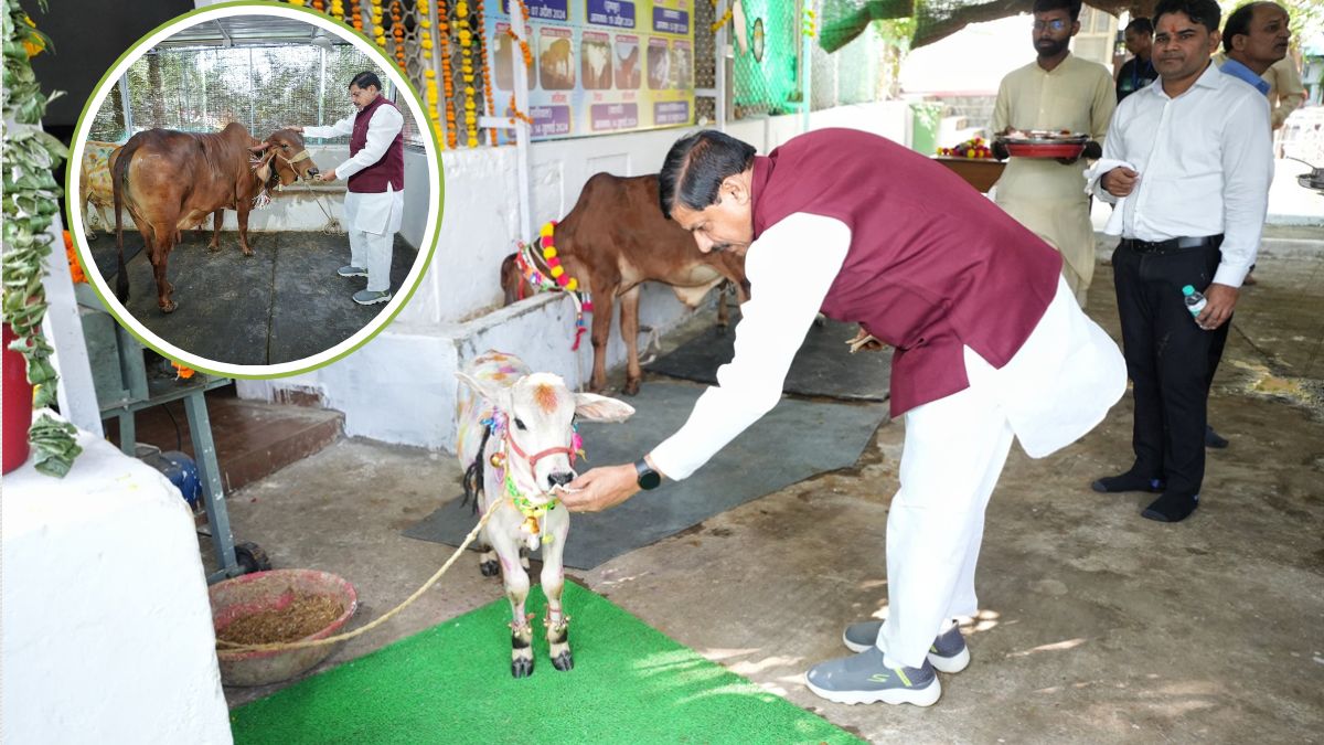 MP News: गोवर्धन पूजा पर CM डॉ. मोहन यादव पहुंचे गोशाला, गायों को रोटी खिलाकर लिया आशीर्वाद