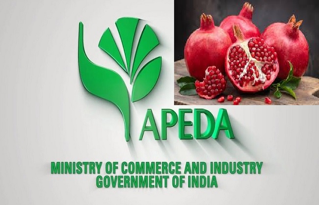 एपीडा ने पहली बार ऑस्ट्रेलिया को भारतीय अनार की समुद्री खेप भेजी, कृषि निर्यात में ऐतिहासिक उछाल