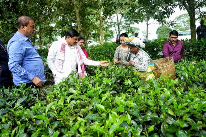 सीएम मोहन यादव ने असम के चाय बागानों का दौरा कर श्रमिक बहनों से किया संवाद