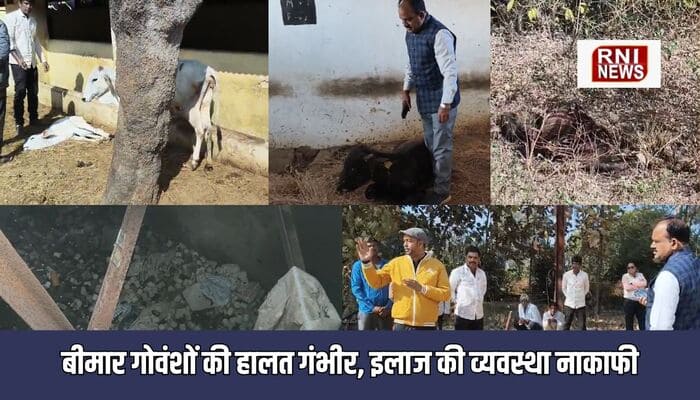 आगर मालवा: पशु प्रजनन केंद्र में अव्यवस्था चरम पर, लंपी वायरस से गोवंश बीमार