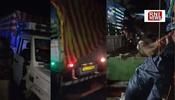 गौ तस्करों पर बड़ी कार्रवाई: मनासा पुलिस और गौसेवकों ने बचाए 6 गोवंश, एक तस्कर गिरफ्तार