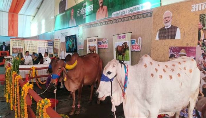 कृषक कल्याण वर्ष-2026 : आंध्र प्रदेश की प्रसिद्ध पुंगनूर गाय बनी आकर्षण का केंद्र