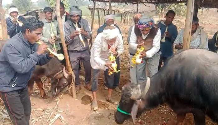 MP News: पांगरी बांध परियोजना पर सरकार की चुप्पी के खिलाफ किसानों का ‘भैंस के आगे बीन बजाओ’ आंदोलन